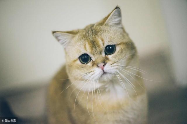 只需掌握这一招，就可以将猫咪训的跟狗狗一样听话