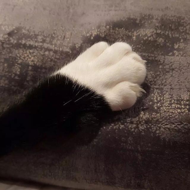 如何正确给猫咪剪指甲？别忽略了这根“线”