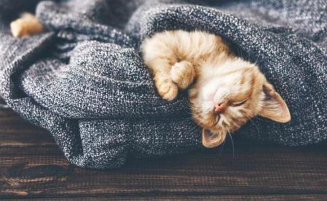 为什么中国年轻人甘愿成猫奴？