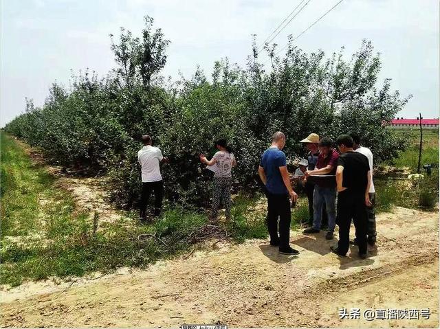 农业保险为农民撑起“保护伞”——陕西省农业保险推广现状调查