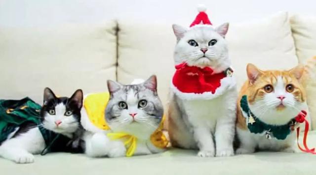 从回忆小马甲到花花与三猫，宠物网红进化论