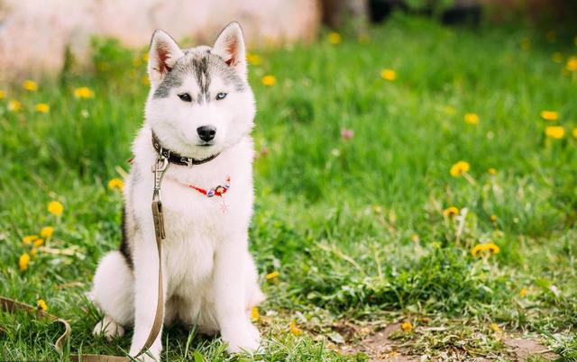 宠物益生菌是个好东西,可如果使用方法错了,钱就白花了 宠物益生菌是个好东西,可如果使用方法错了,钱就白花了
