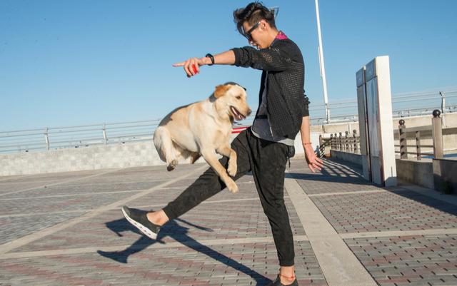 训狗三要素，掌握这三点，你的狗狗更听话