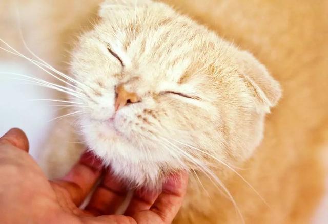 如何正确给猫咪剪指甲？别忽略了这根“线”