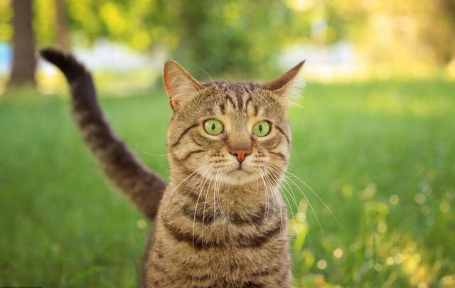 狸花猫跌落神坛，被CFA除名，在国外售价上万也成了过去式