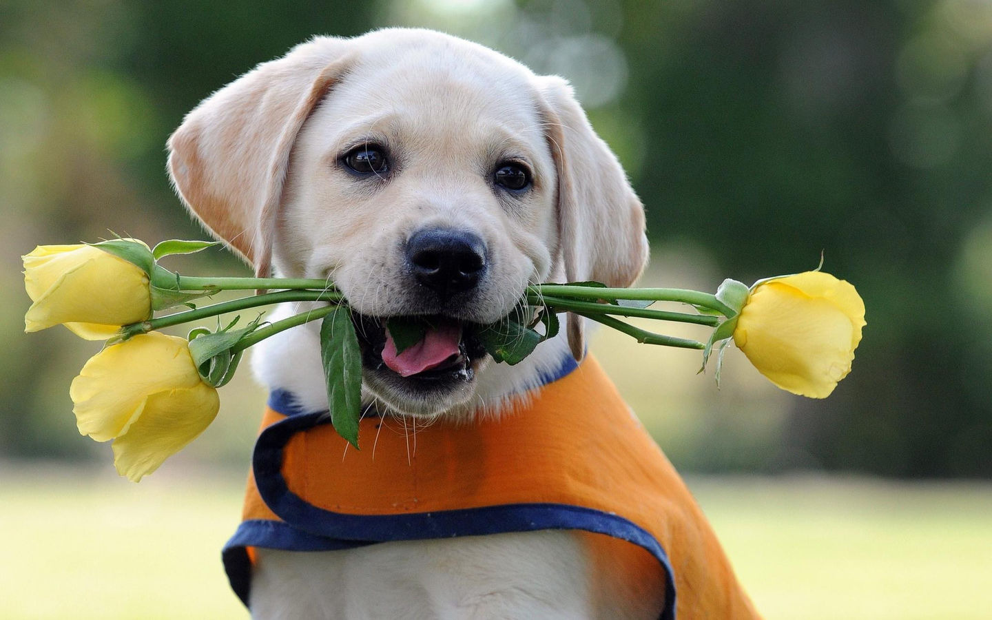淘宝全景主图应该上传什么格式图片? 淘宝全景主图应该上传什么格式图片?