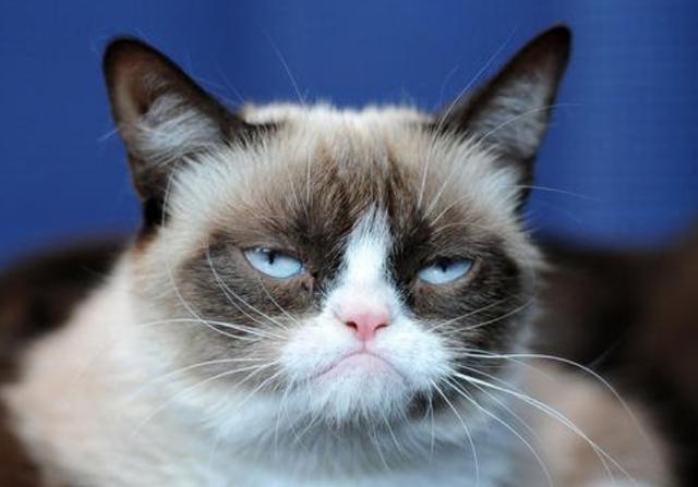 为什么中国年轻人甘愿成猫奴？