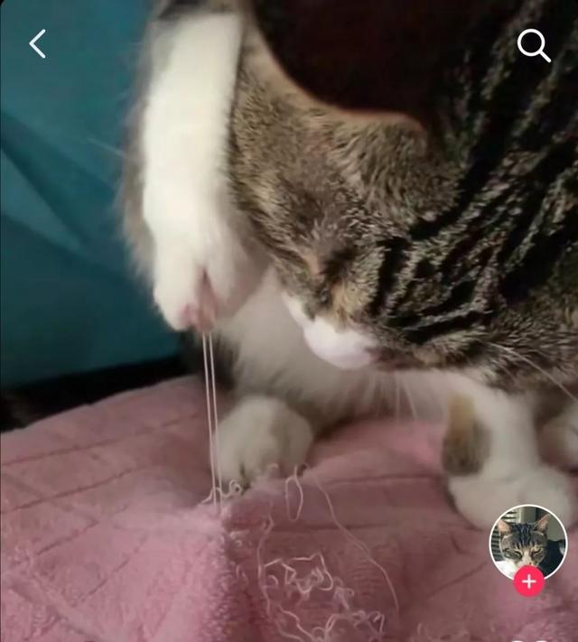 如何正确给猫咪剪指甲？别忽略了这根“线”