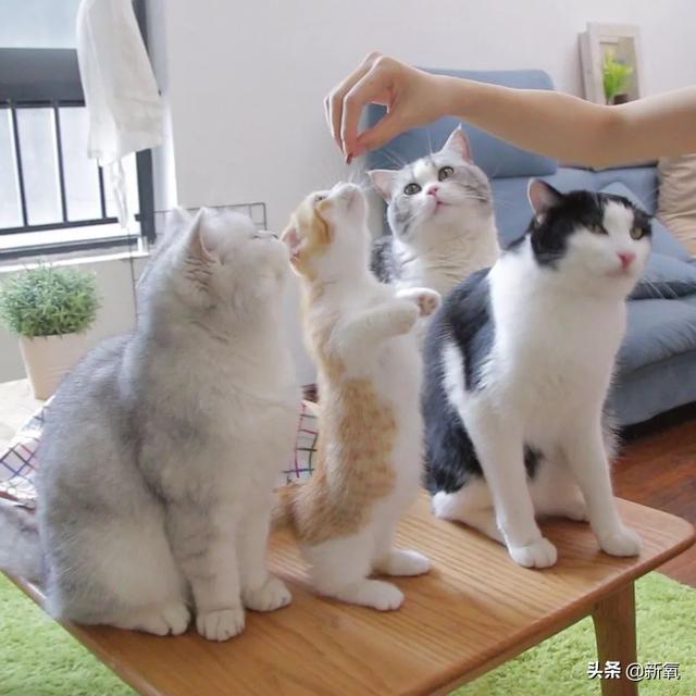 党妹凭颜值称霸美妆区，papi靠才华第二，却都没火过b站照骗的她