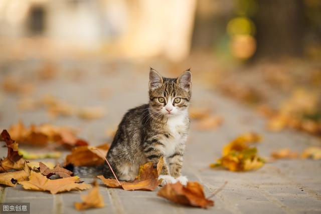 猫和人类相处了1万年，它依然是野生动物，只学会了撒娇卖萌