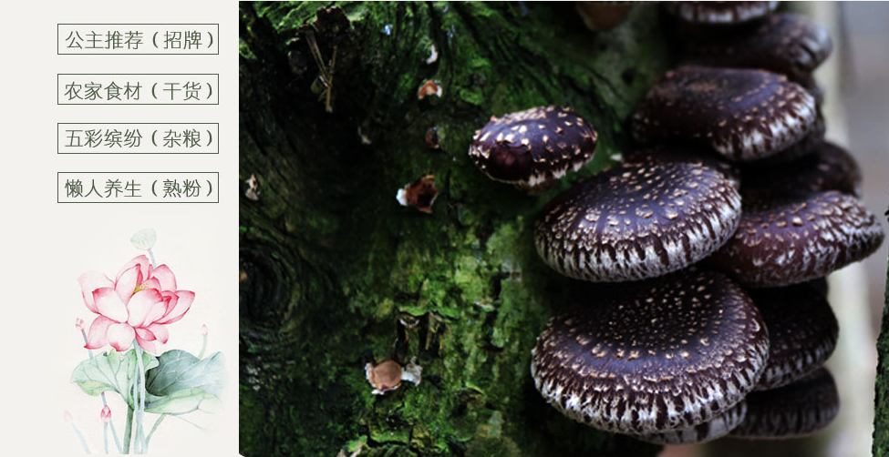 90后的建宁公主淘宝店叫什么?建宁公主淘宝店为什么这么火? 90后的建宁公主淘宝店叫什么?建宁公主淘宝店为什么这么火?