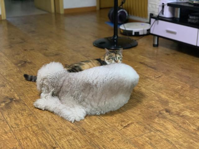 流浪猫的另类饲养方式，只拥有它的灵魂，不拥有它的肉体