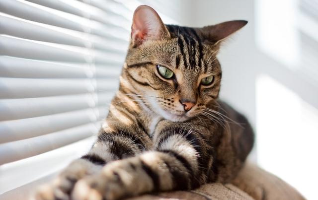 狸花猫跌落神坛，被CFA除名，在国外售价上万也成了过去式