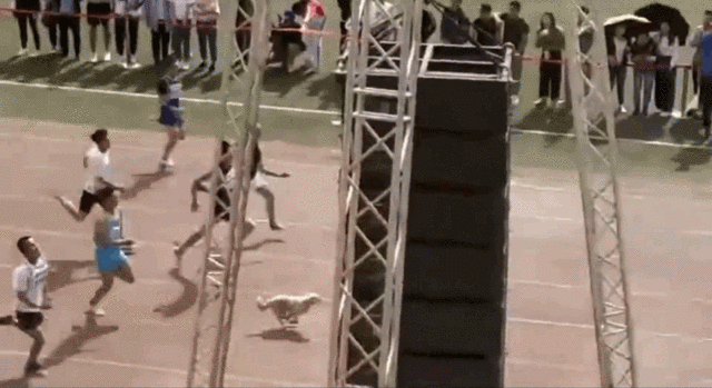 还记得去年运动会得亚军，但被保安拎出去的狗狗吗？今年它又来了