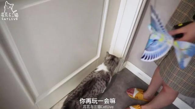 从回忆小马甲到花花与三猫，宠物网红进化论