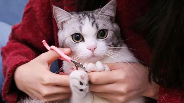 如何正确给猫咪剪指甲？别忽略了这根“线”