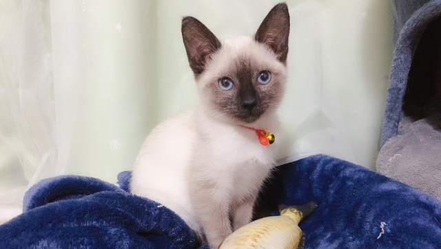 小红书宠物行业推广的干货：3个获客方式＋4个涨粉技巧