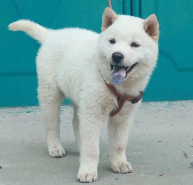 老祖宗选猎犬的方法：瓦盖鼻，花舌头，中间尾，都是传下来的经验