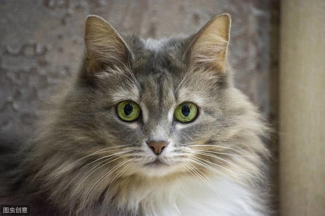 猫和人类相处了1万年，它依然是野生动物，只学会了撒娇卖萌