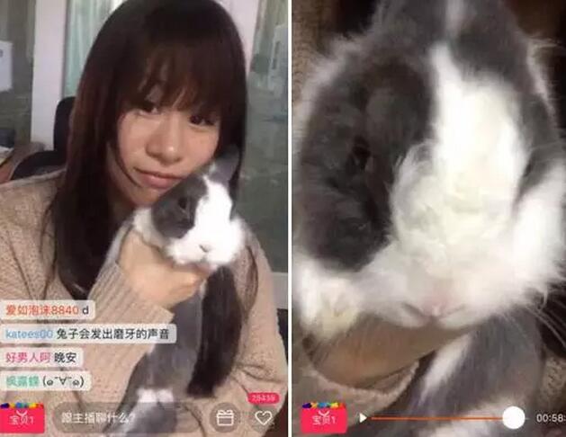 萌宠求学当网红，张大奕要失业了!