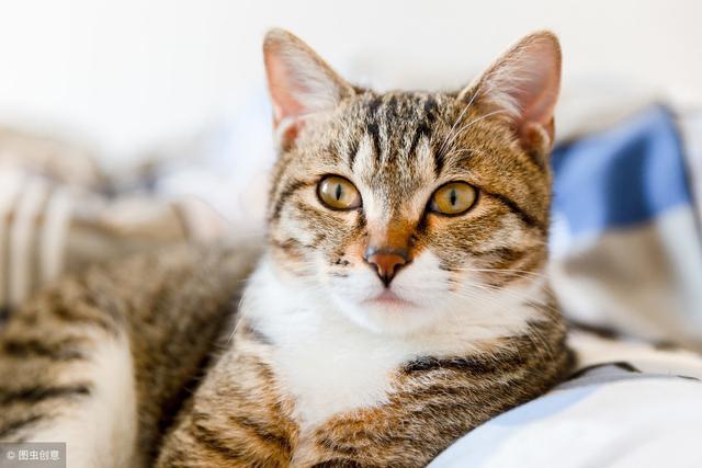 只需掌握这一招，就可以将猫咪训的跟狗狗一样听话