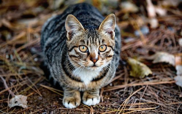 狸花猫跌落神坛，被CFA除名，在国外售价上万也成了过去式