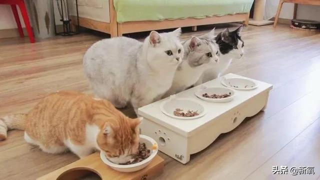 党妹凭颜值称霸美妆区，papi靠才华第二，却都没火过b站照骗的她