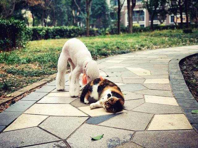 流浪猫的另类饲养方式，只拥有它的灵魂，不拥有它的肉体