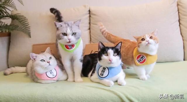 党妹凭颜值称霸美妆区，papi靠才华第二，却都没火过b站照骗的她