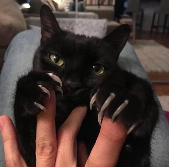 如何正确给猫咪剪指甲？别忽略了这根“线”