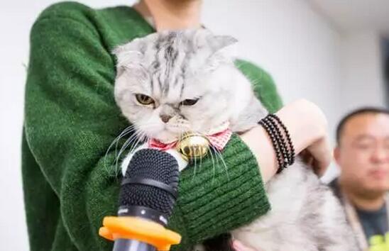 萌宠求学当网红，张大奕要失业了!