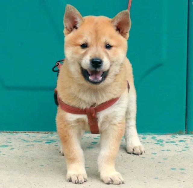 老祖宗选猎犬的方法：瓦盖鼻，花舌头，中间尾，都是传下来的经验