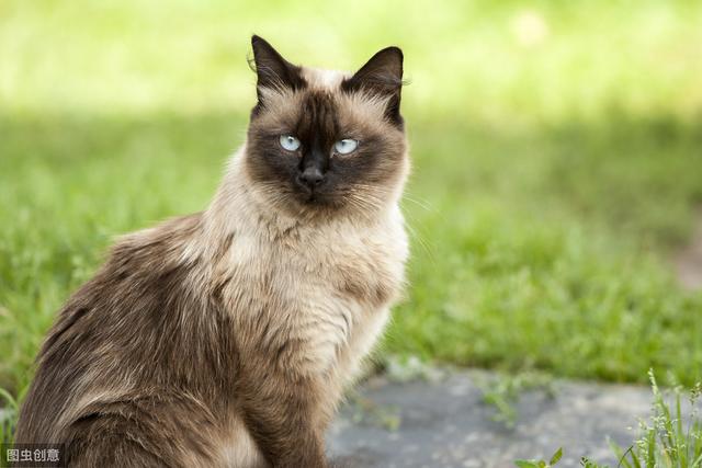 猫和人类相处了1万年，它依然是野生动物，只学会了撒娇卖萌