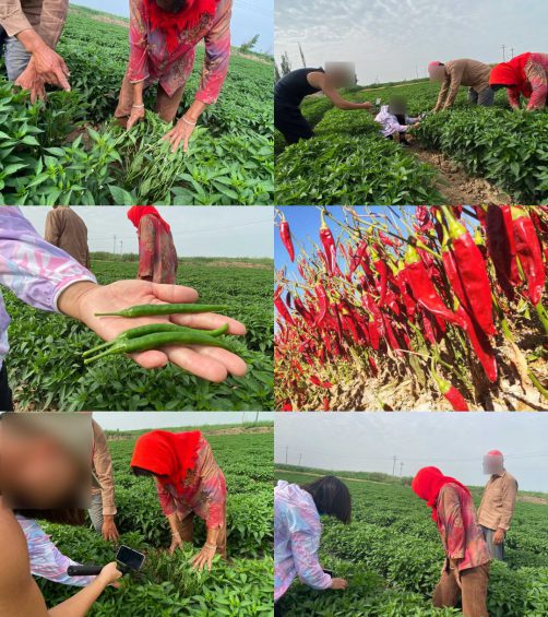 小白抖音卖辣椒，月销2000万！从0到1，真实案例复盘！