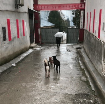 田园犬：每天把送小主人送到学校，等小主人摸摸它，它才会离