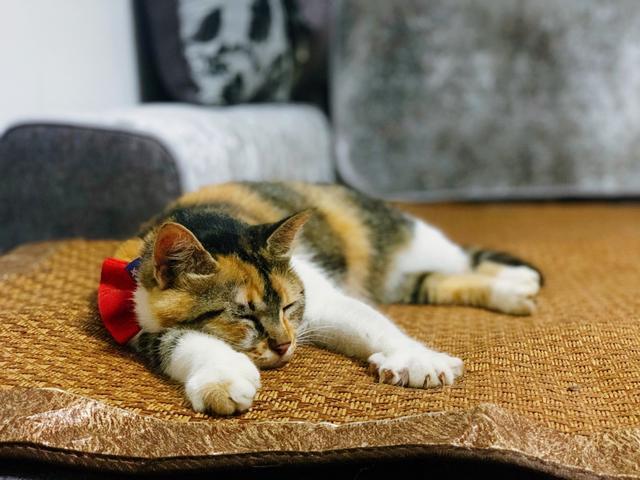 流浪猫的另类饲养方式，只拥有它的灵魂，不拥有它的肉体