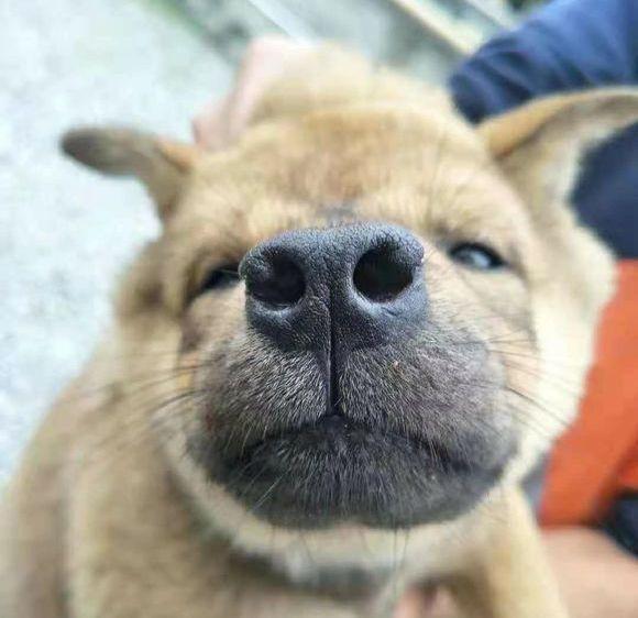 老祖宗选猎犬的方法：瓦盖鼻，花舌头，中间尾，都是传下来的经验