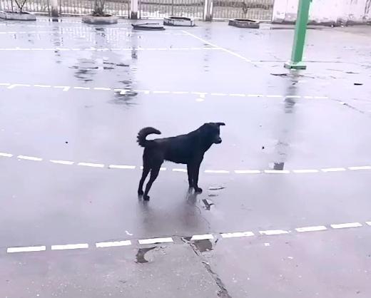 田园犬：每天把送小主人送到学校，等小主人摸摸它，它才会离