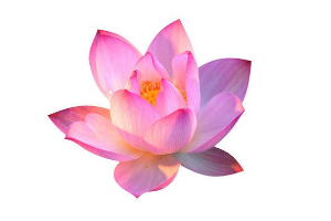 第五张白底图有何要求?官方规定是什么?