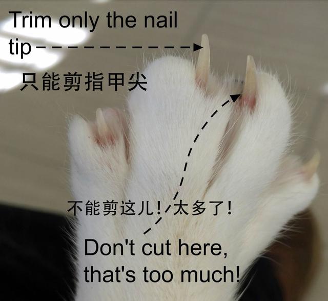 如何正确给猫咪剪指甲？别忽略了这根“线”