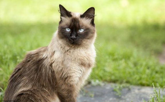 猫和人类相处了1万年,它依然是野生动物,只学会了撒娇卖萌