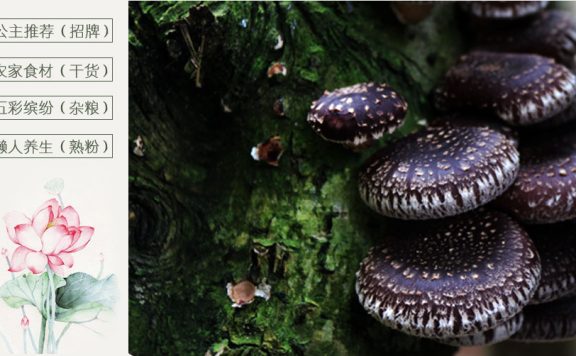 90后的建宁公主淘宝店叫什么?建宁公主淘宝店为什么这么火?