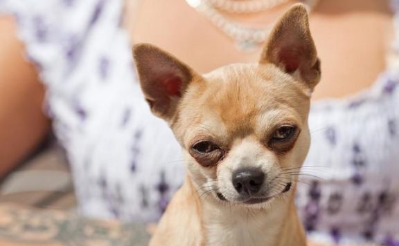 宠物益生菌是个好东西，可如果使用方法错了，钱就白花了