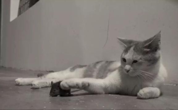 如何正确给猫咪剪指甲？别忽略了这根“线”