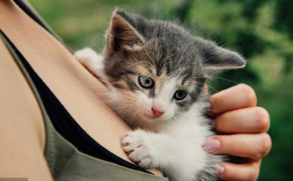 只需掌握这一招，就可以将猫咪训的跟狗狗一样听话