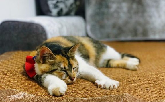 流浪猫的另类饲养方式，只拥有它的灵魂，不拥有它的肉体