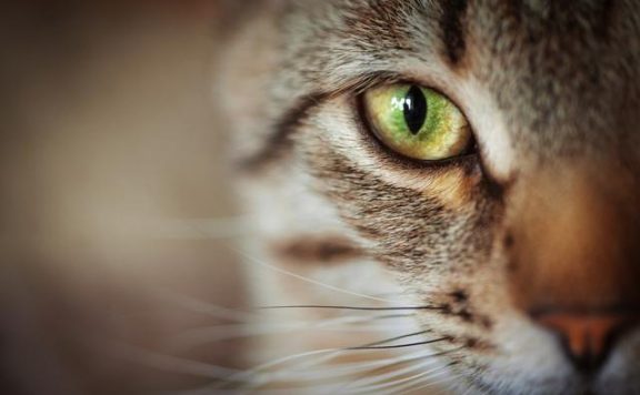 狸花猫跌落神坛，被CFA除名，在国外售价上万也成了过去式