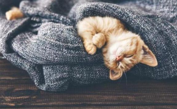 为什么中国年轻人甘愿成猫奴？