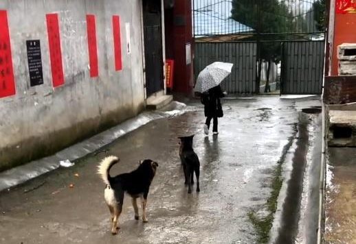 田园犬：每天把送小主人送到学校，等小主人摸摸它，它才会离