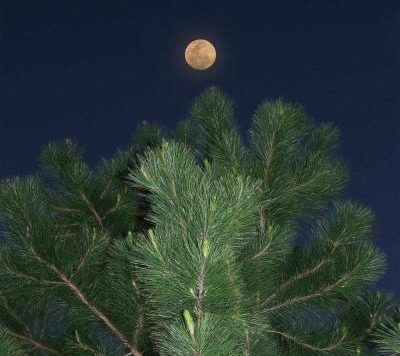 寓意深刻和林有关的微信昵称生命力旺盛-可爱点